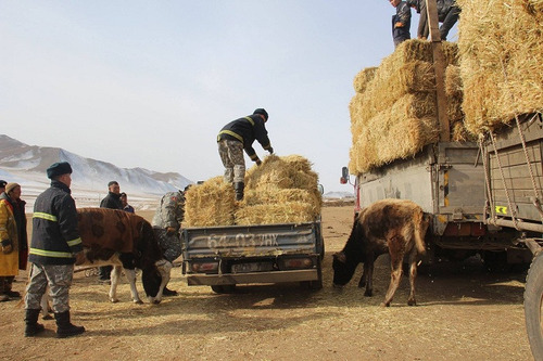 Ерөнхий сайд өвс, тэжээл, мал, мах худалдах, худалдан авах нэрийдлээр иргэдийг залилахаас сэргийлэх арга хэмжээ авахыг үүрэгдлээ